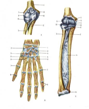 Анатомия предплечья Синельников
